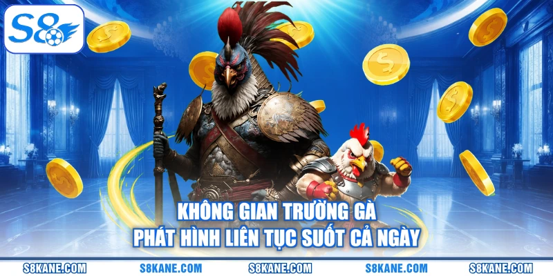Không gian trường gà phát hình liên tục suốt cả ngày